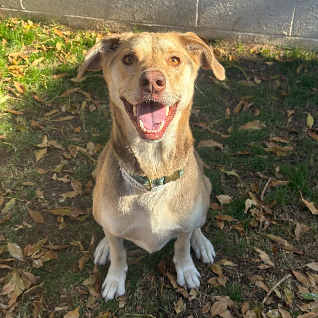 dog looking at the camera