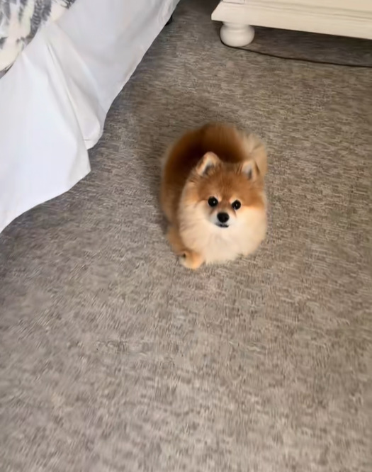 dog looking at the camera