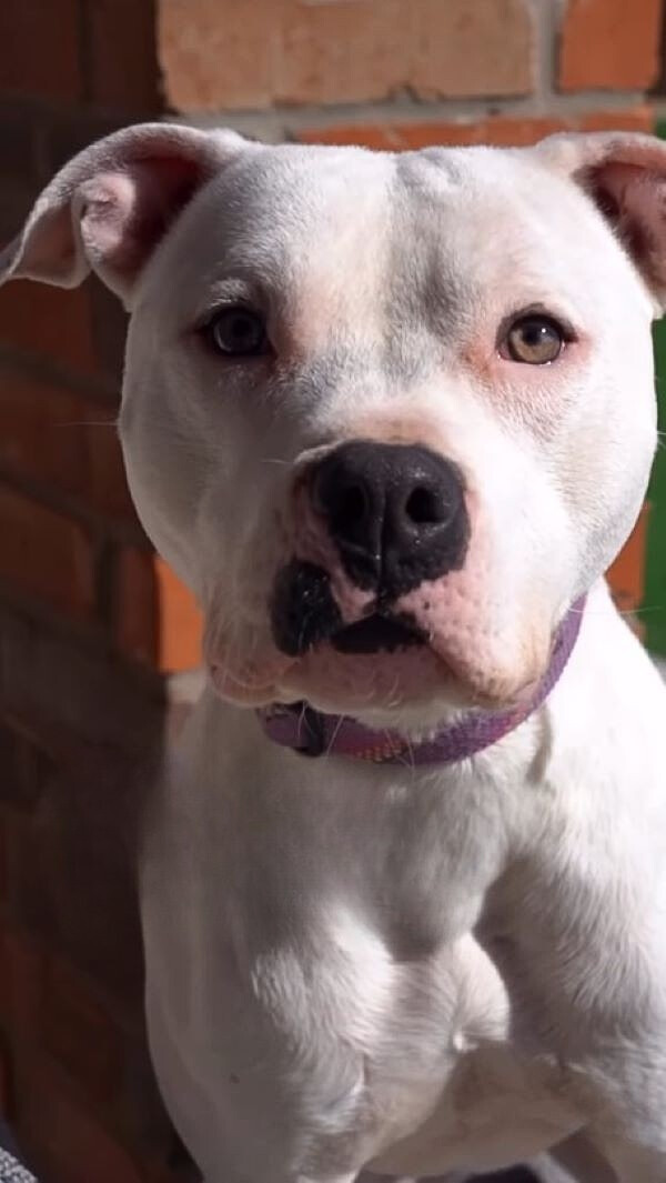 dog looking at the camera