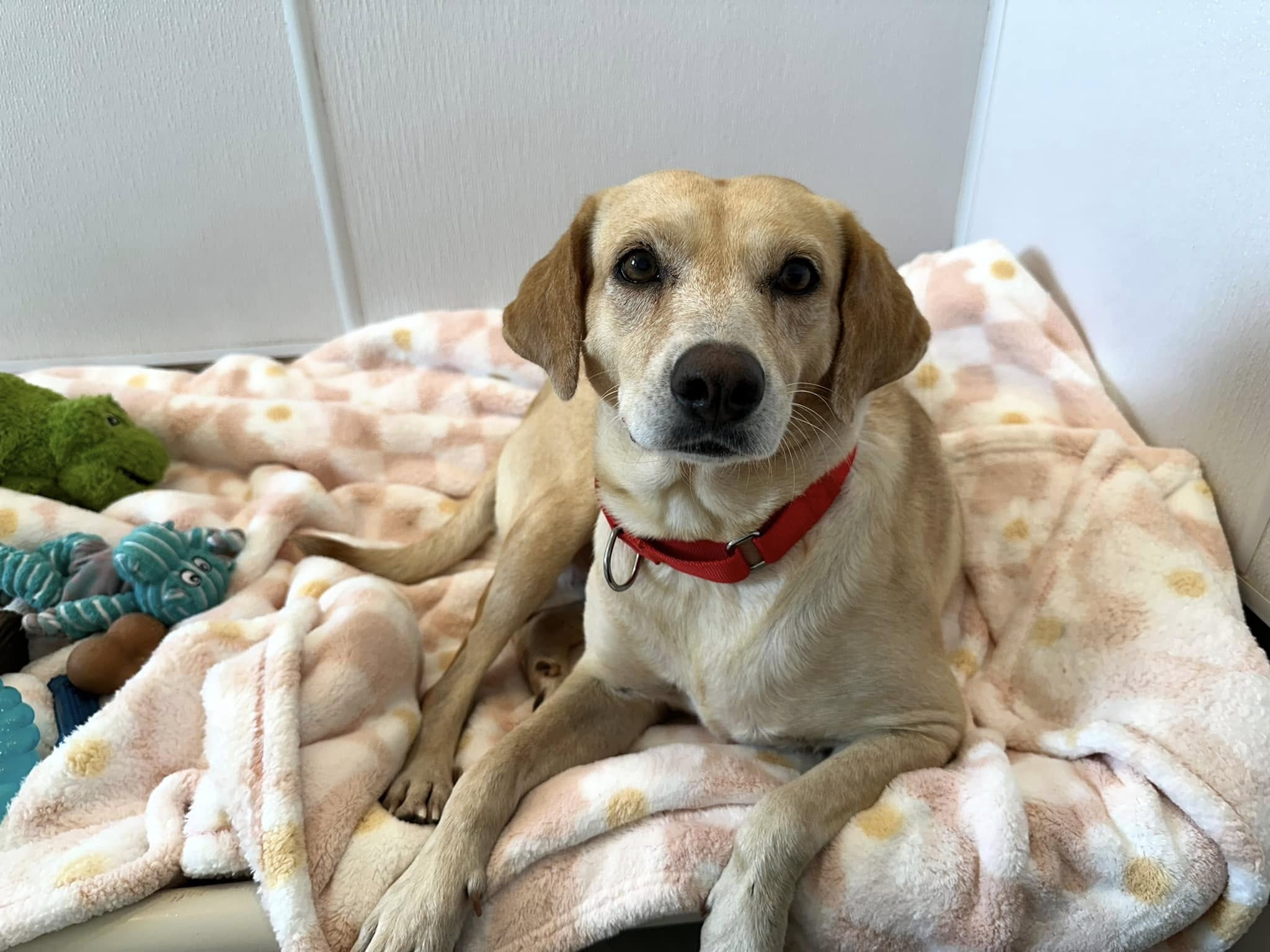dog lying on a blanket