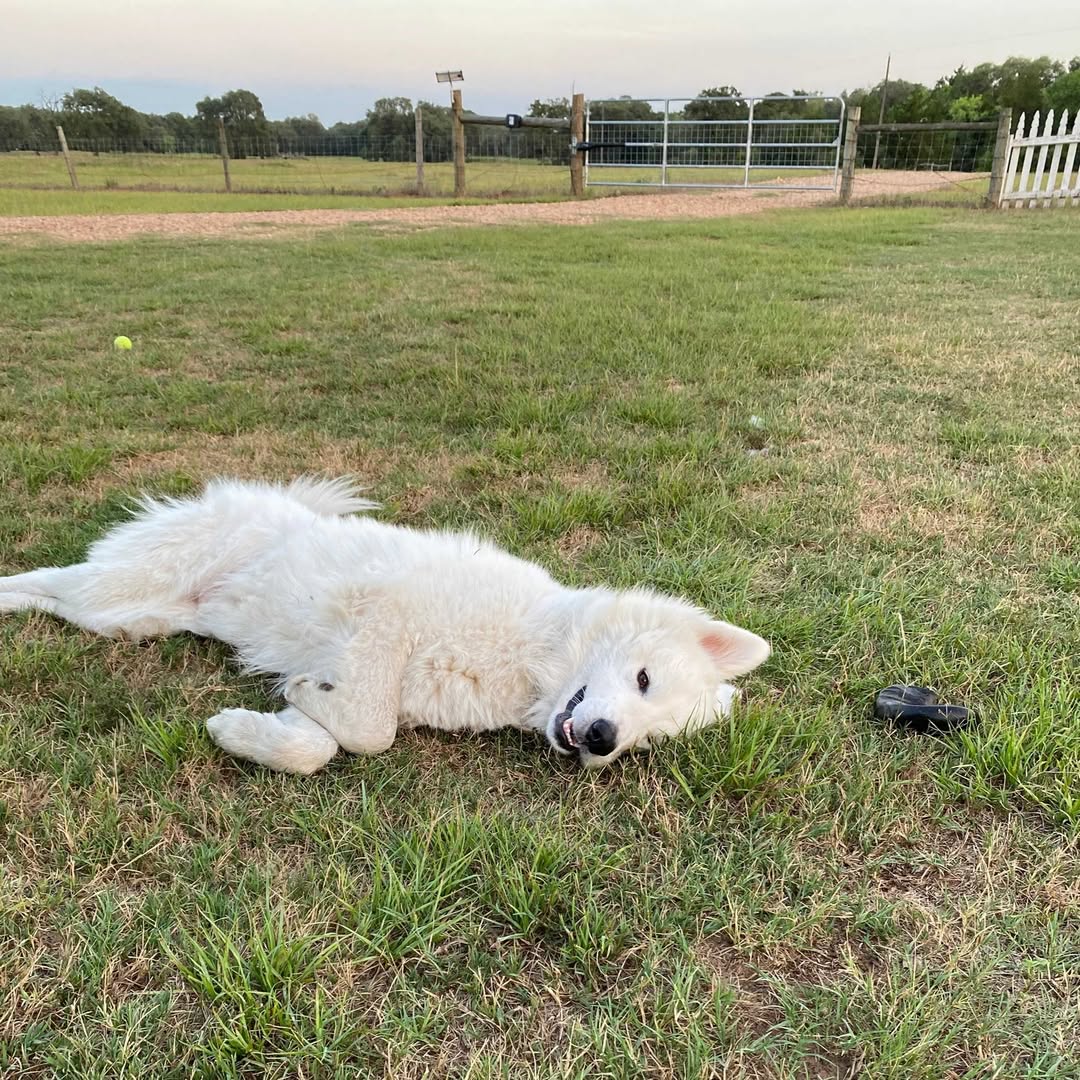 dog lying on grass