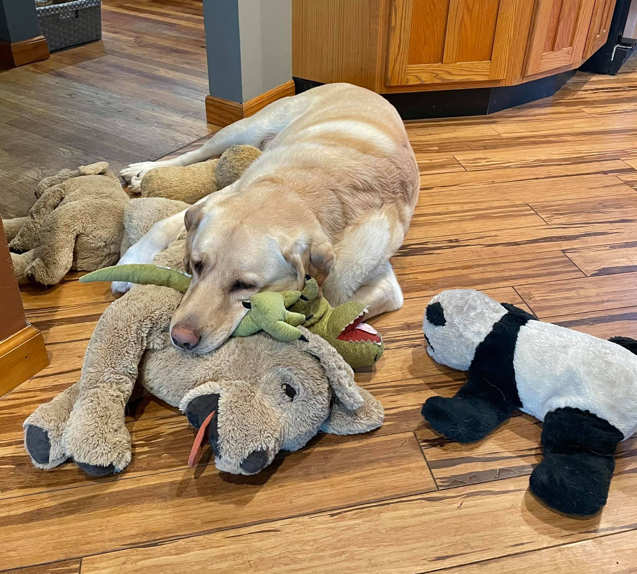 dog lying on stuffed animals