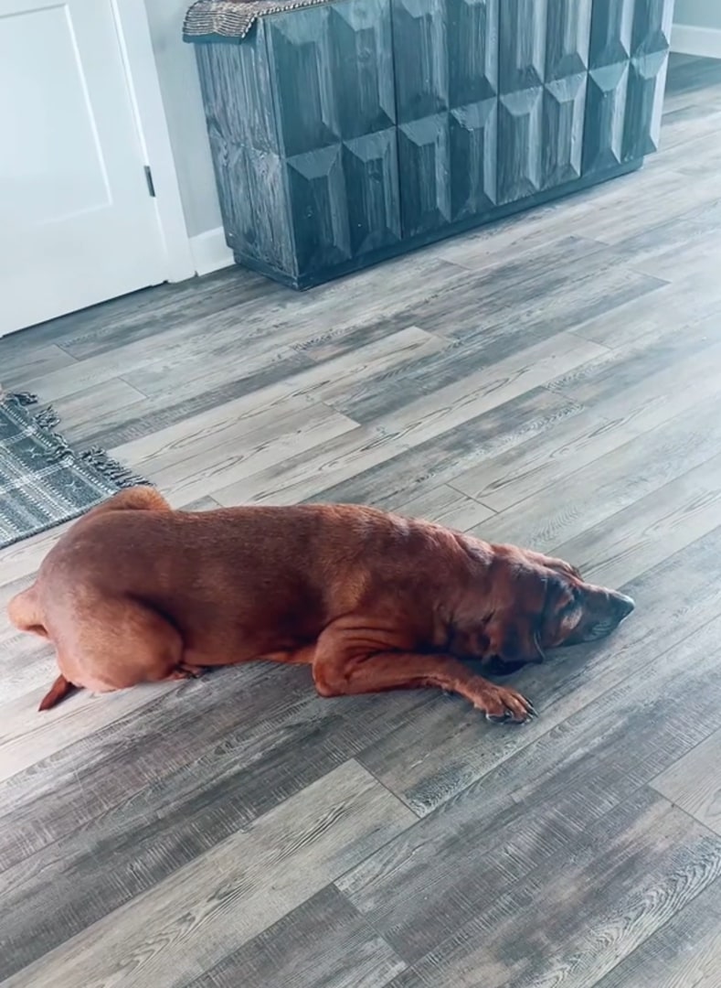 dog lying on the floor