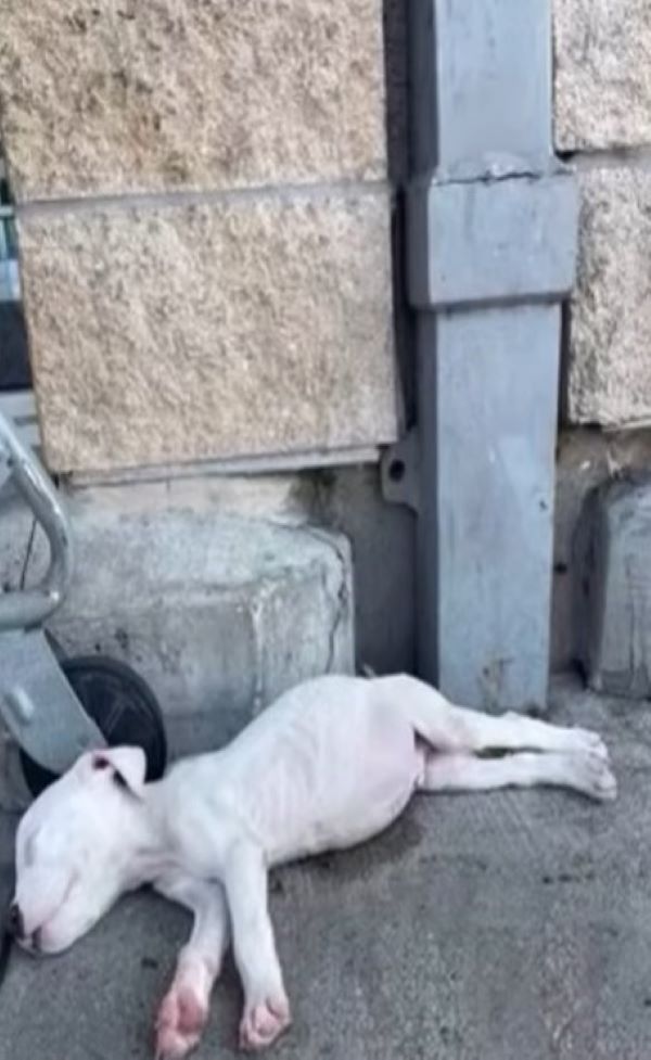 dog lying on the ground