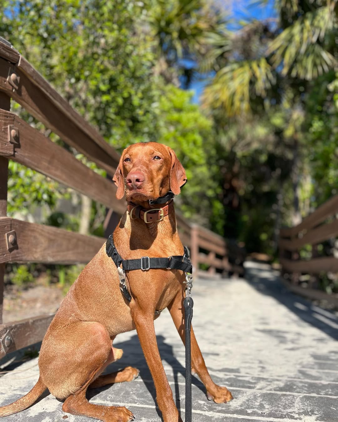dog named clyde