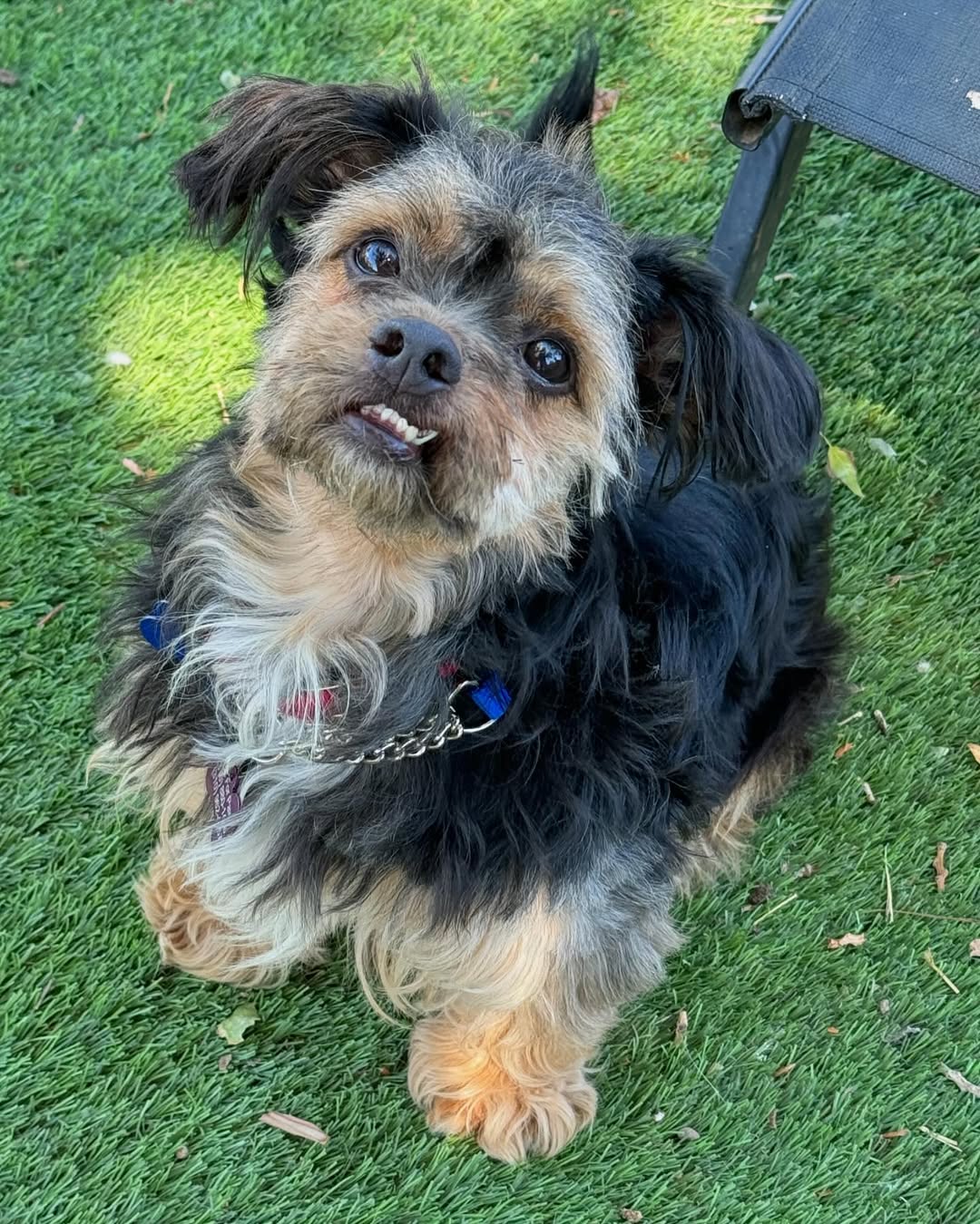 dog named megatron