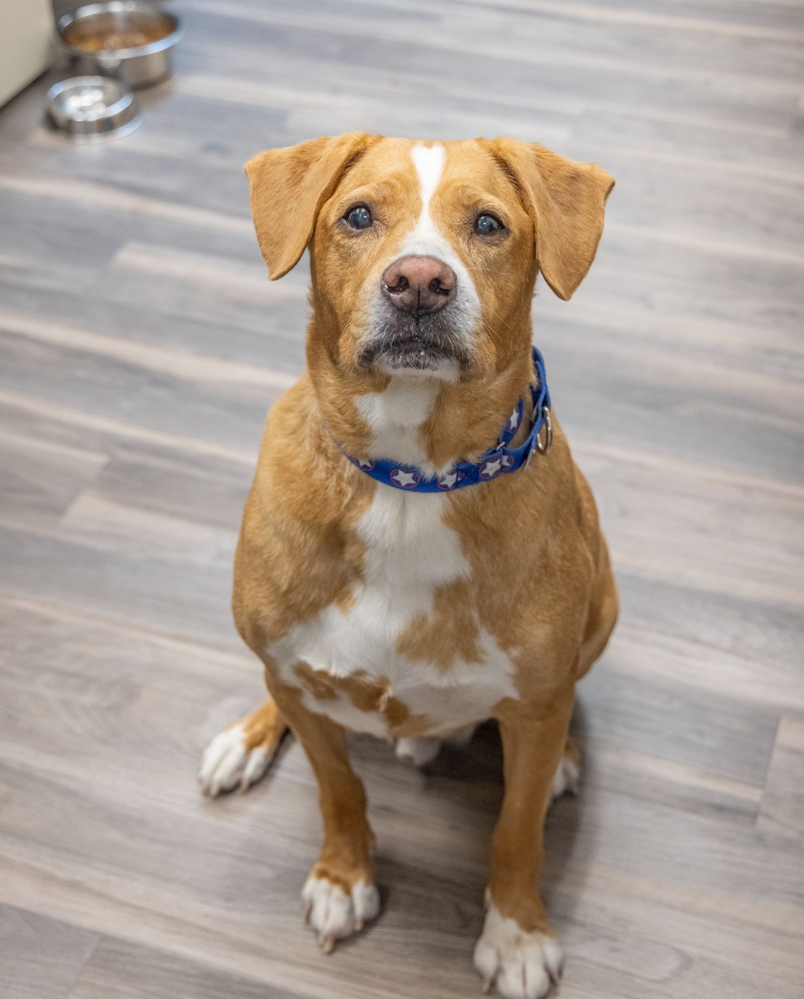 dog named tiki
