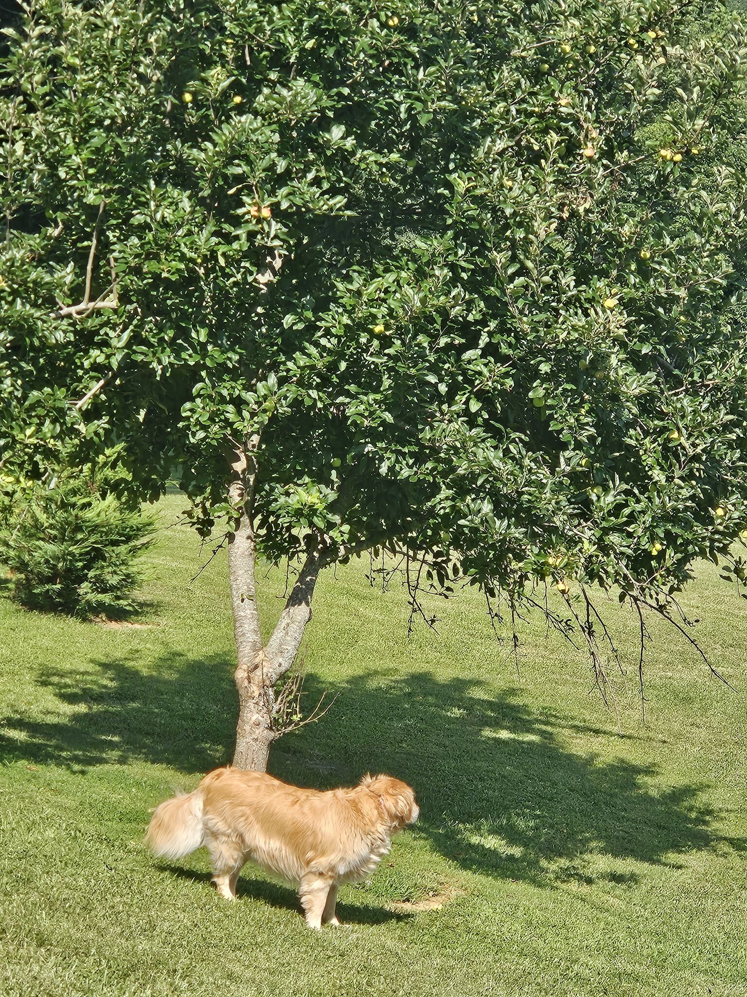 dog near tree