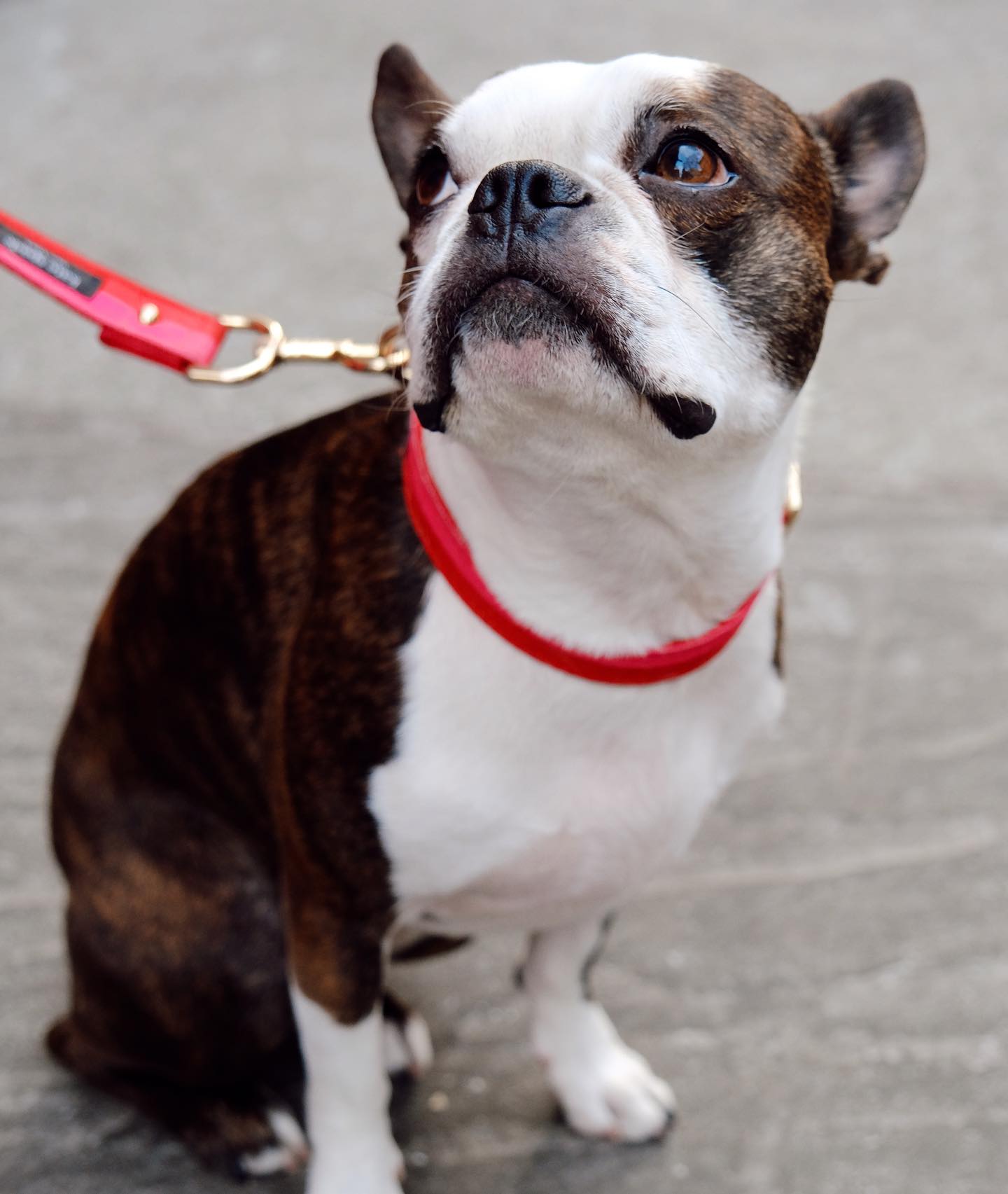 dog on a leash