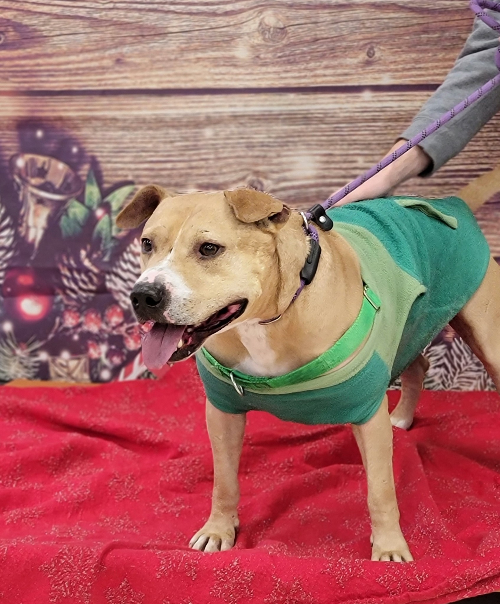 dog on a leash
