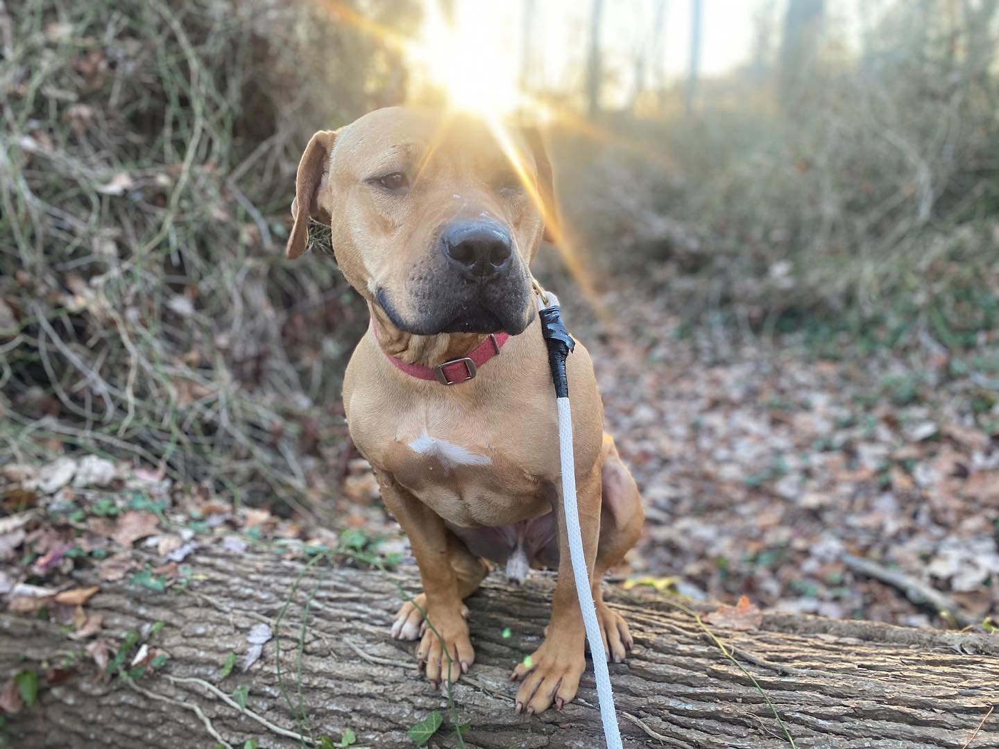 dog on a leash in sunset