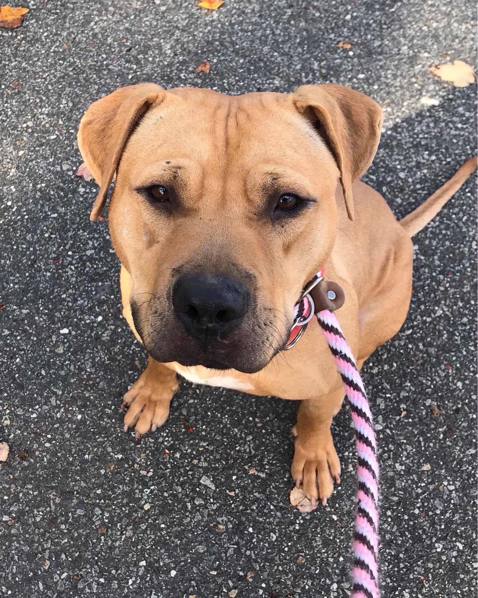 dog on a leash sitting