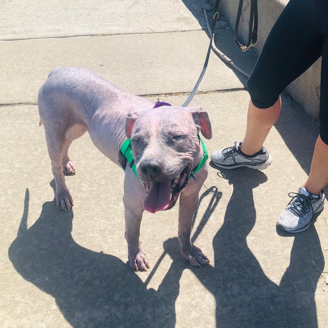 dog on a leash smiling