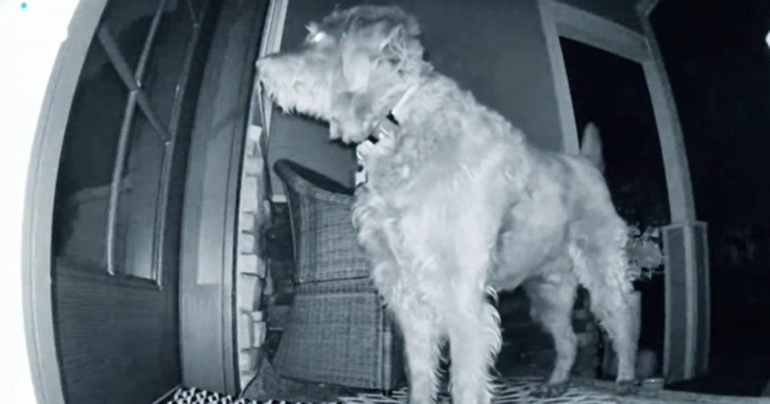 dog on a porch