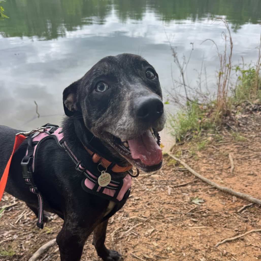 dog on a walk
