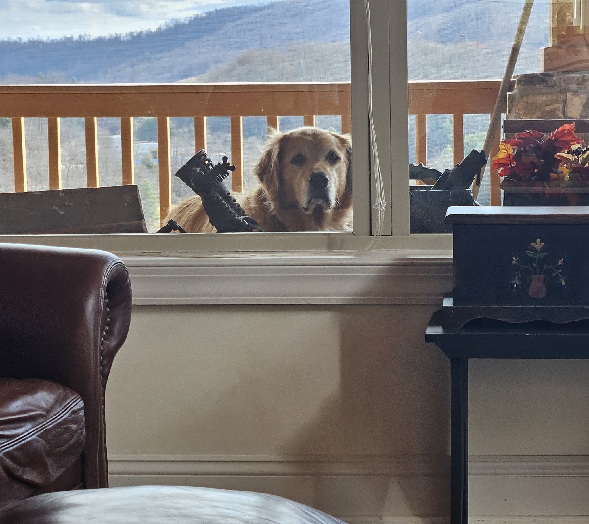 dog on balcony