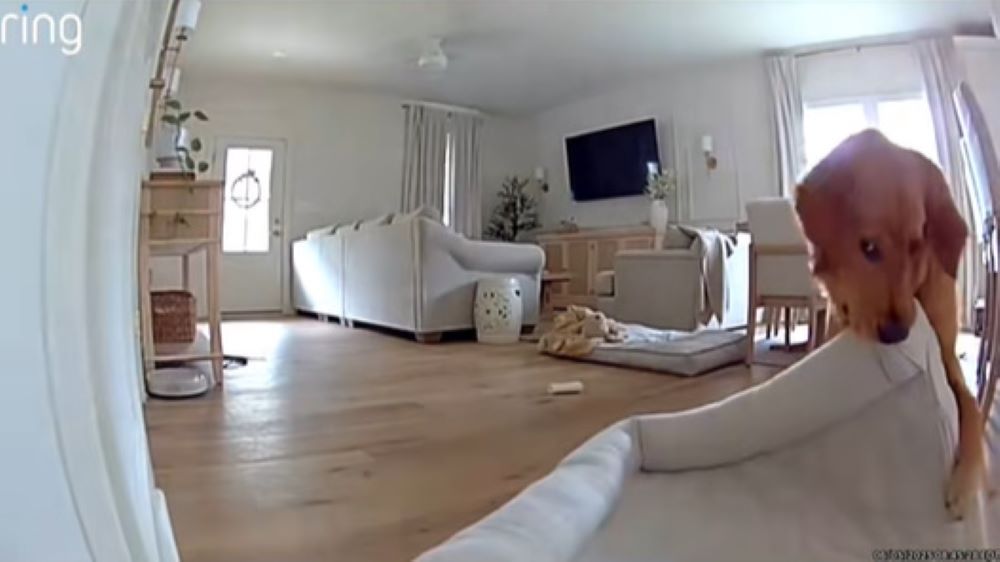 dog on camera