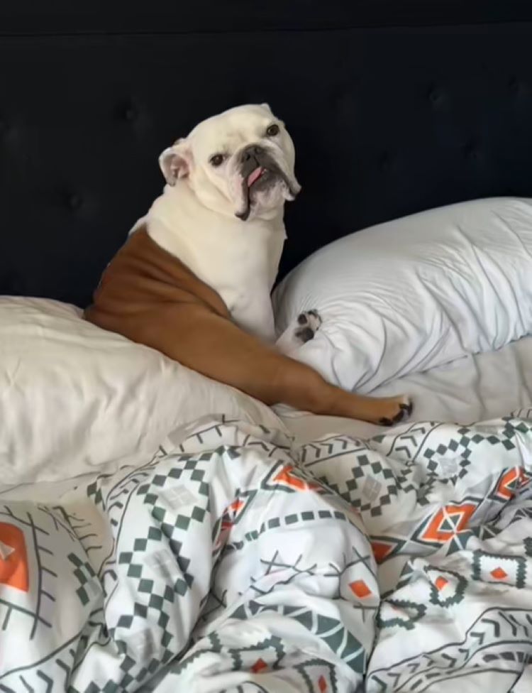 dog on pillow