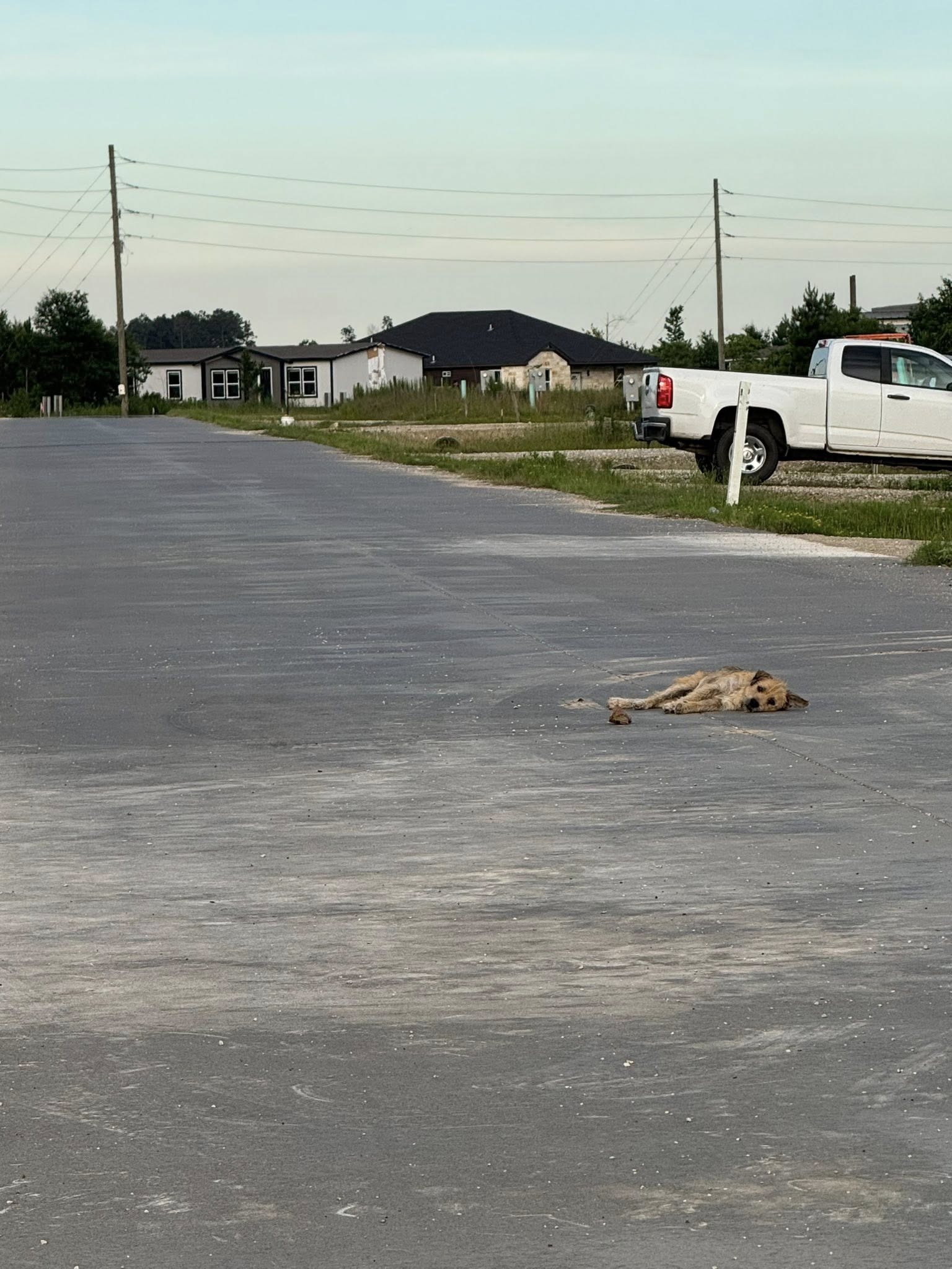dog on road