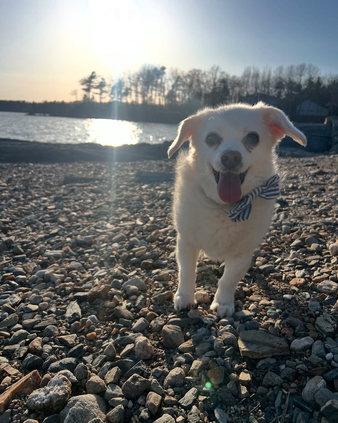 dog on shore