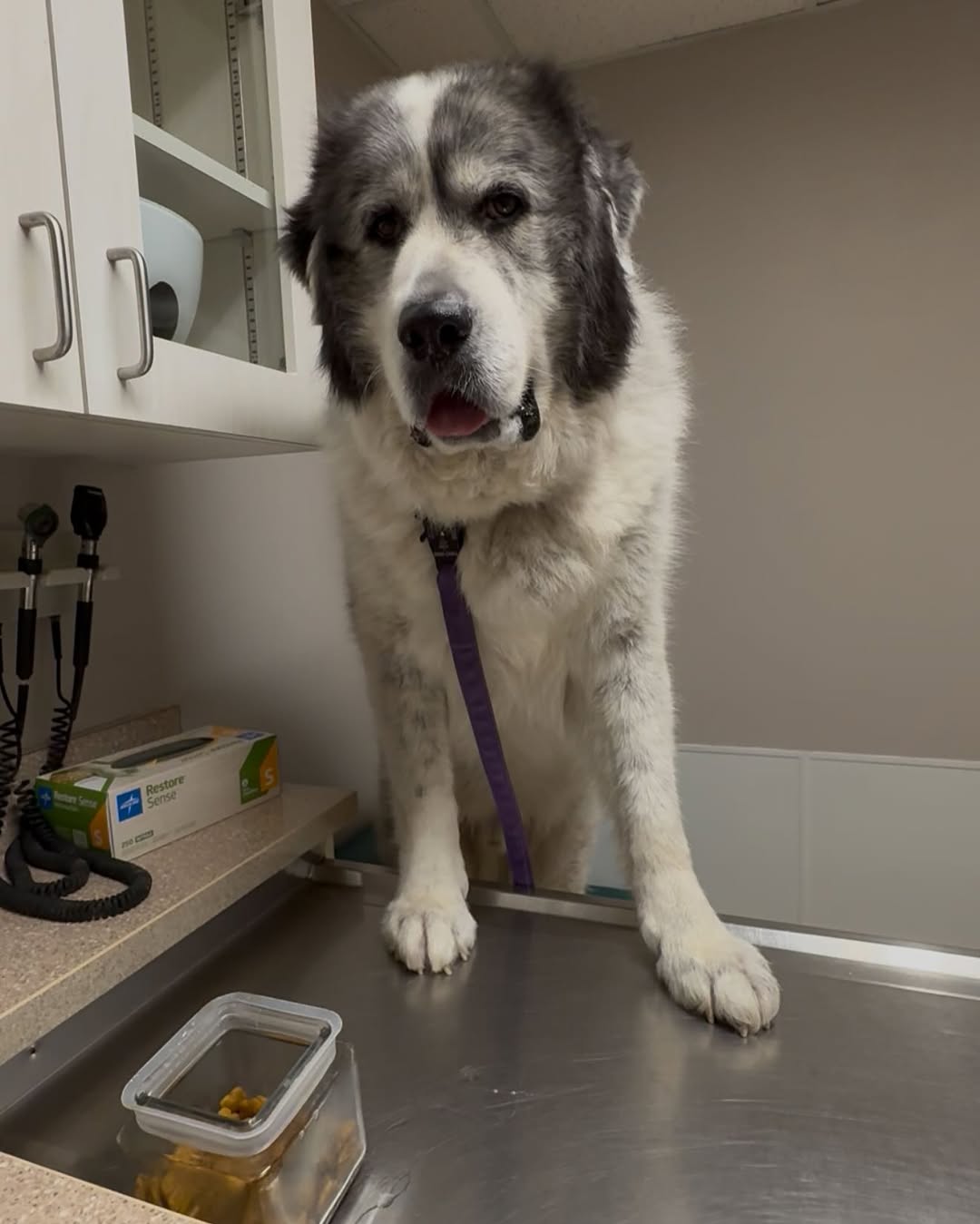 dog on table