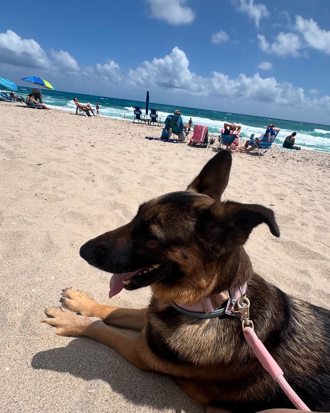 dog on the beach