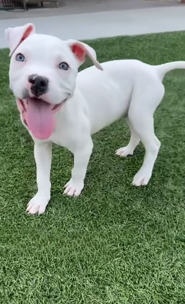 dog on the grass