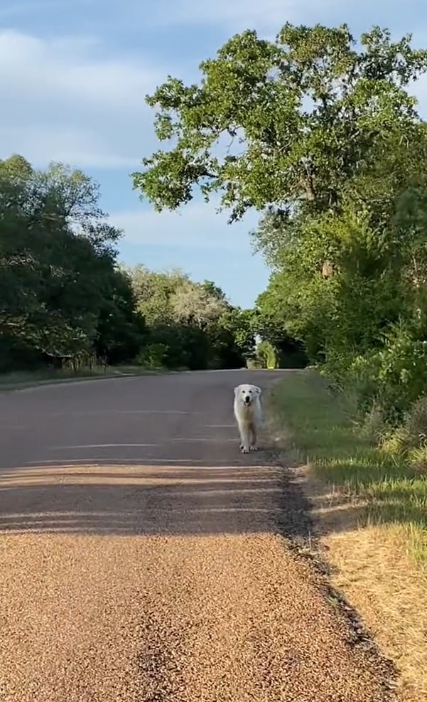 dog on the road