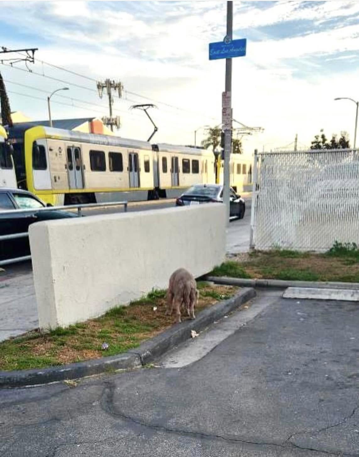 dog outdoors