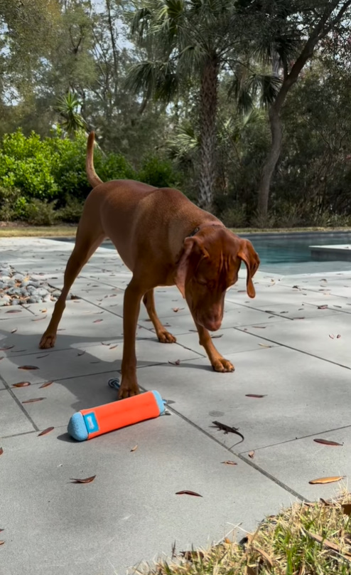dog playing