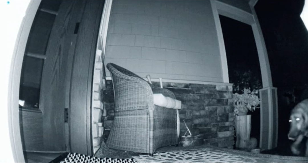 dog recorded on camera