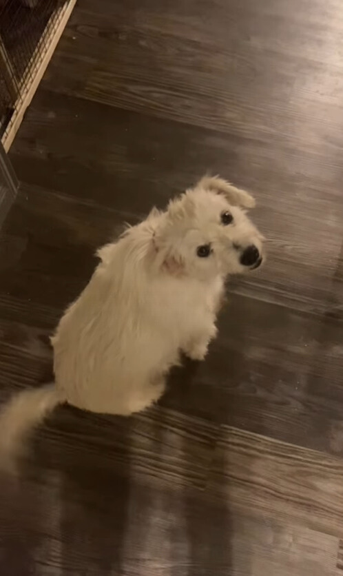 dog sitting and looking up