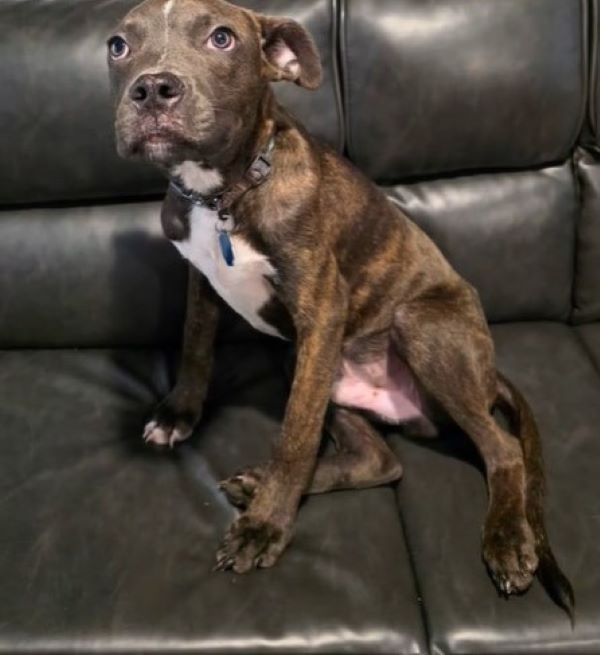 dog sitting on couch