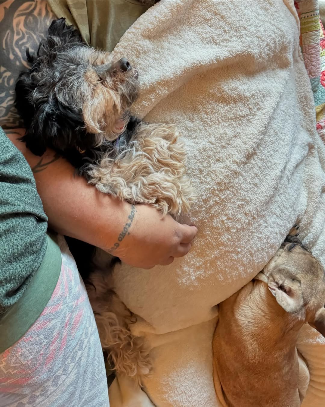 dog sleeping