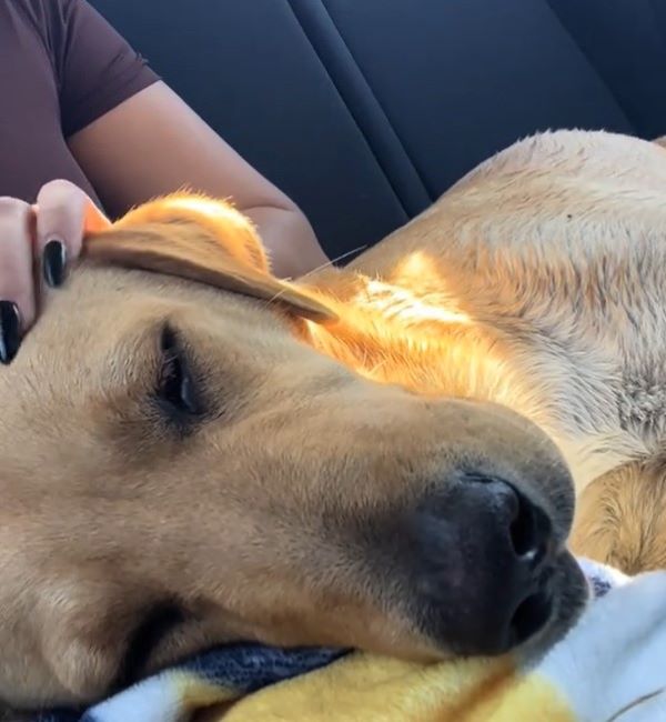 dog sleeping in car
