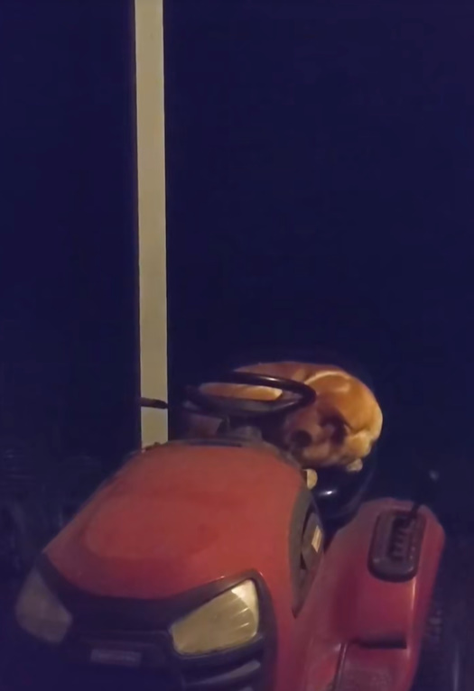 dog sleeping outside