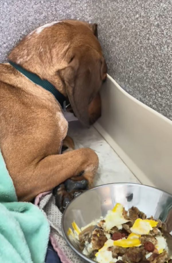 dog staring at the wall