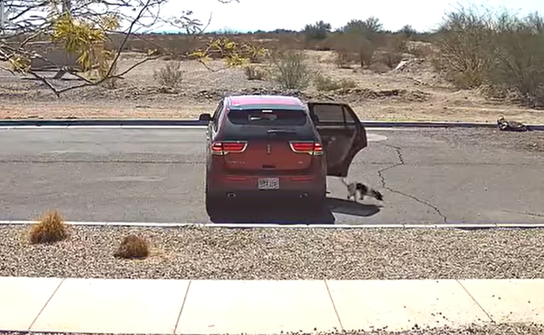 dog thrown out of car