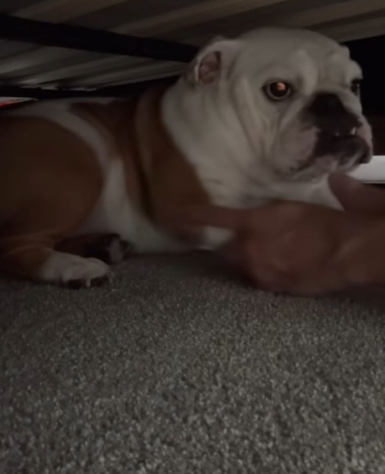 dog under bed
