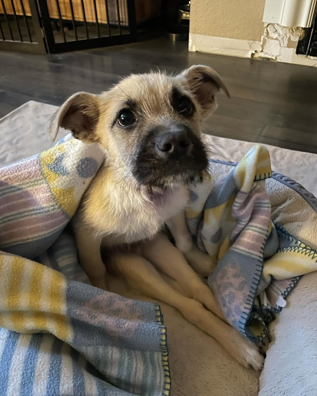 dog under blanket