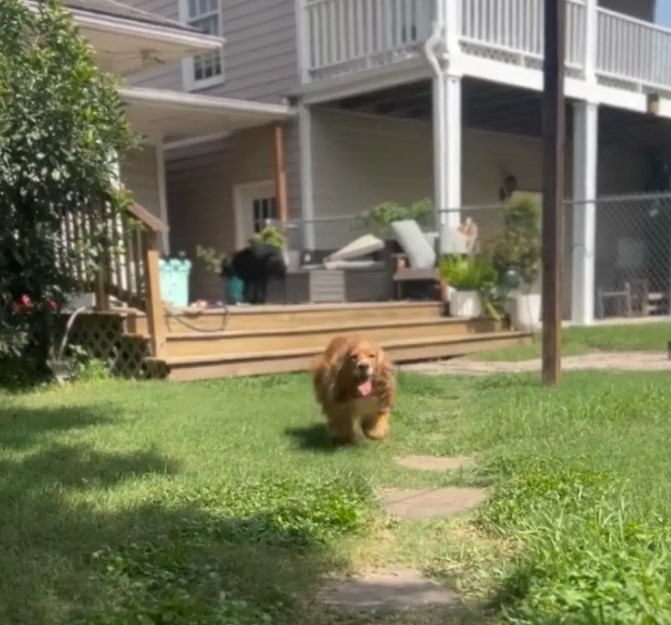dog walking in garden
