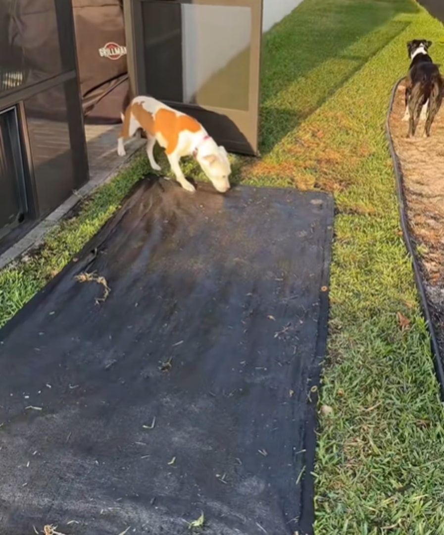 dog walking in the yard