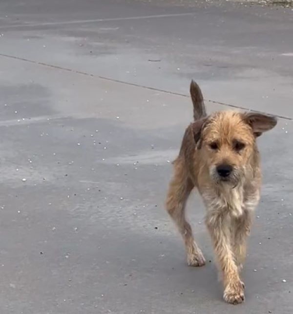dog walking on street