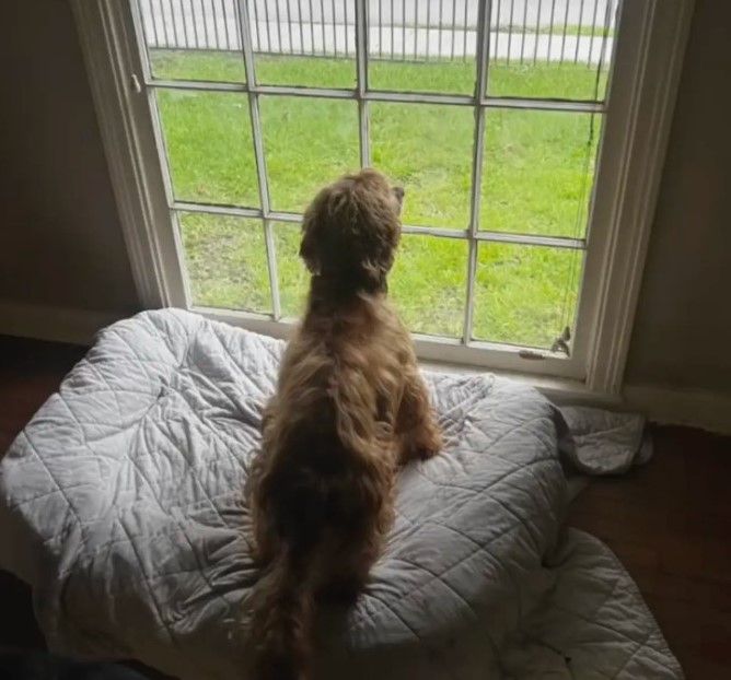 dog watching trough window