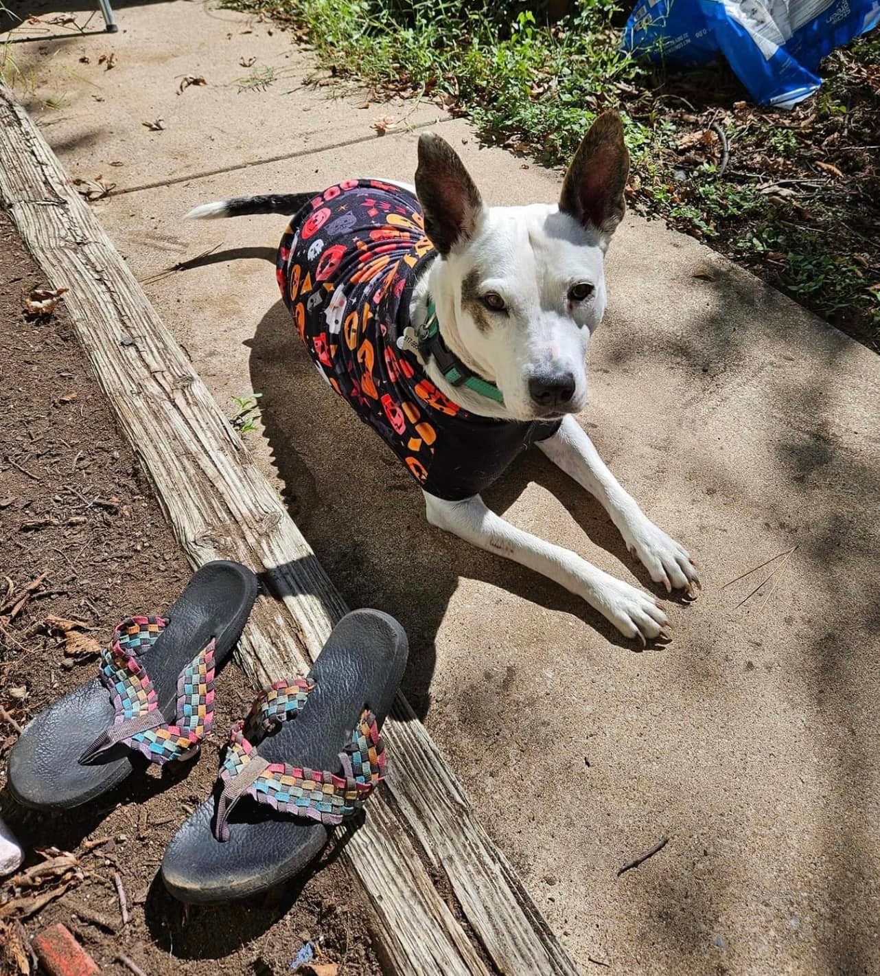 dog wearing a shirt