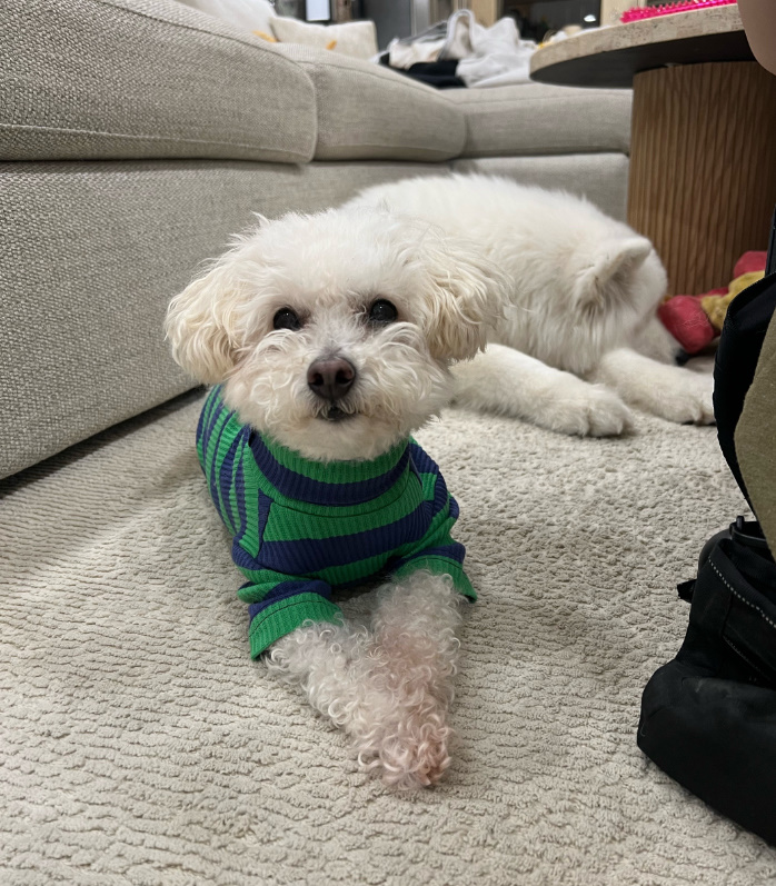 dog wearing green shirt