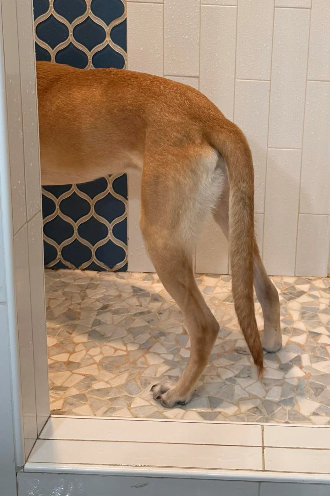 dog with big tail in house