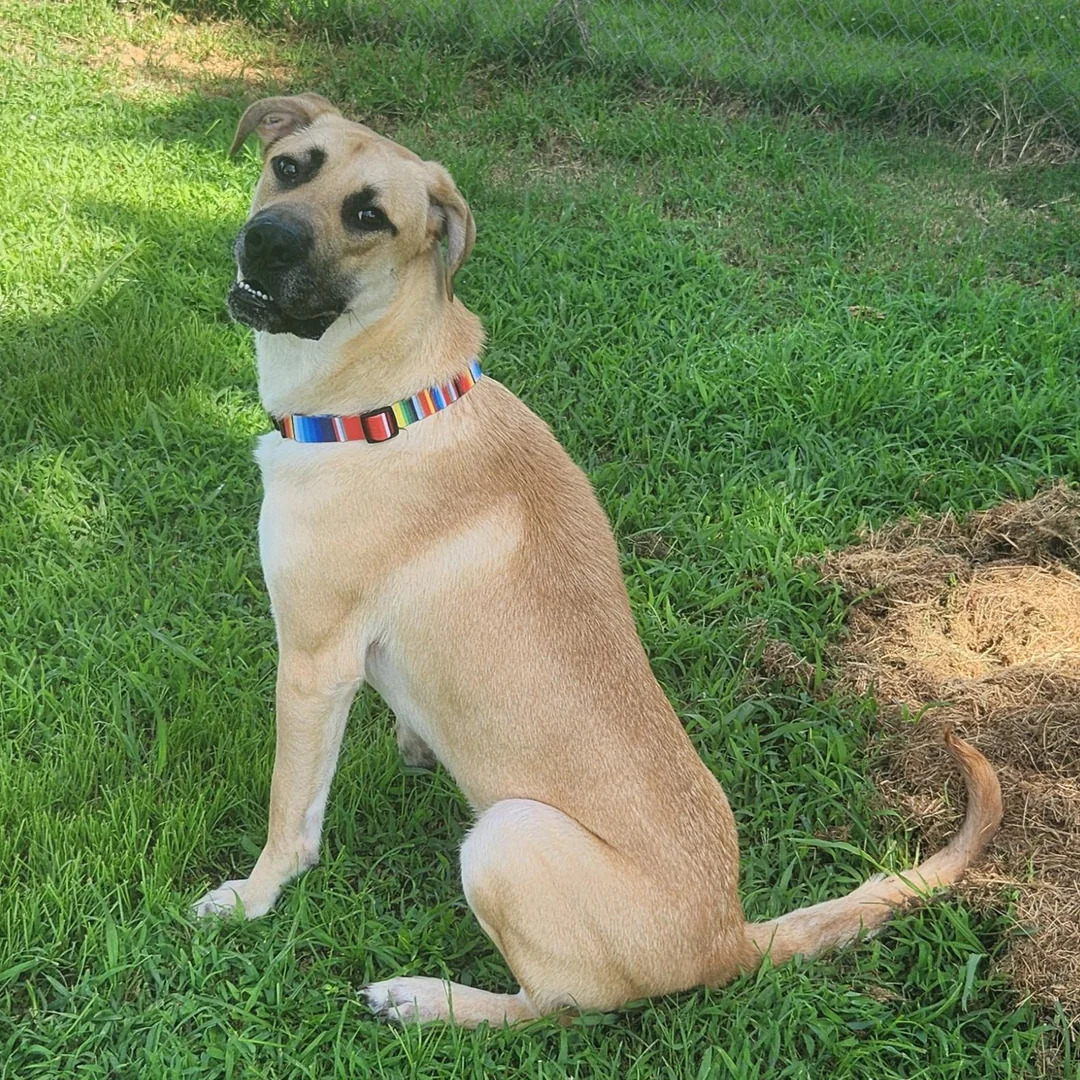 dog with big tail on grass