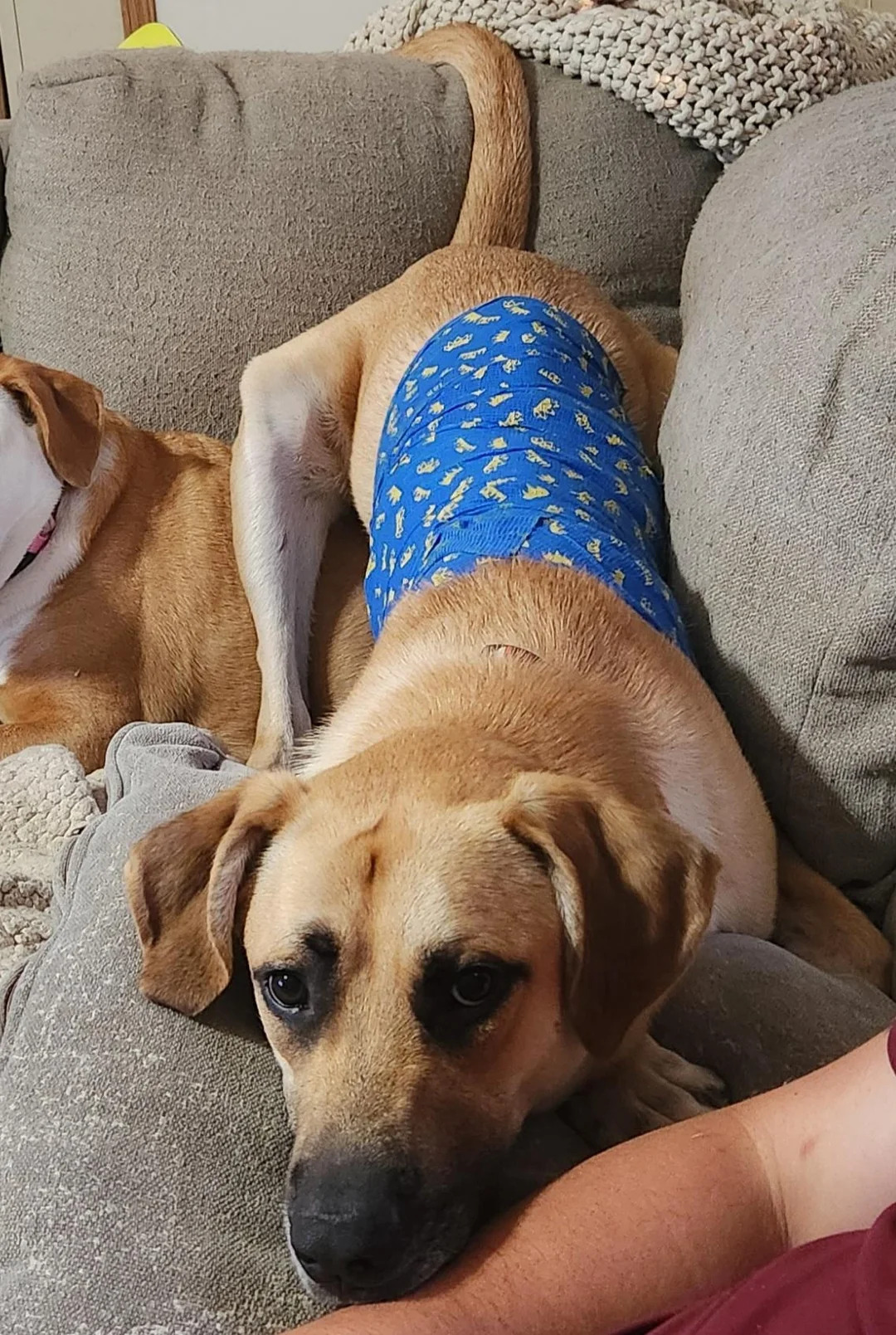 dog with big tail