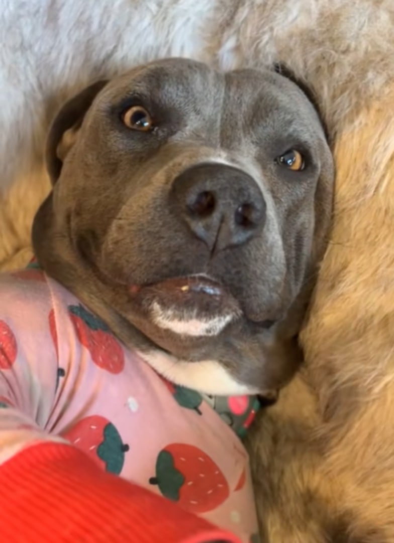dog with clothes laying down